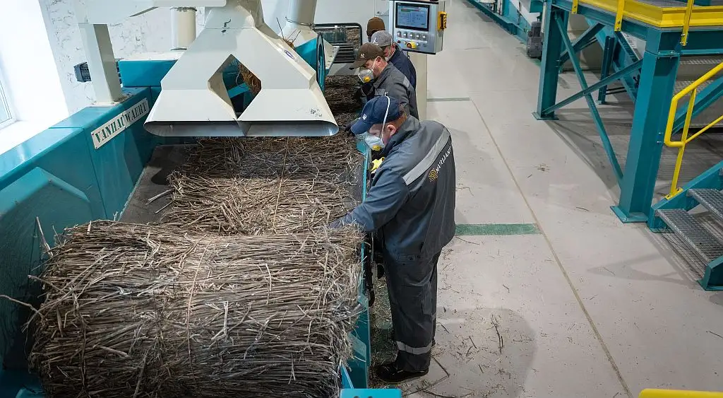 В Україні запрацював найбільший завод з переробки промислових конопель